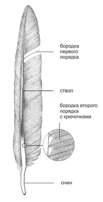 Урок-исследование \"Пернатые изобретатели (птицы)\"