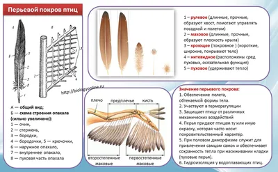 серое перо птицы PNG , птичьи перья, серые перья, перья PNG картинки и пнг  PSD рисунок для бесплатной загрузки