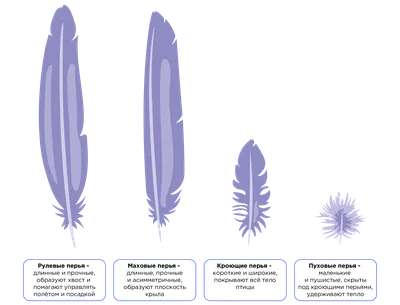 Перья птиц картинки - 57 фото