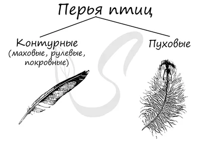 птичье перо падающий материал, синее перо, изображения перьев, перья птиц,  вектор перо png | PNGWing