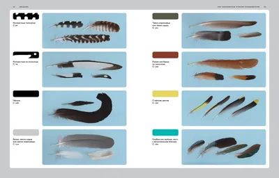 Чьи перья? | Пикабу