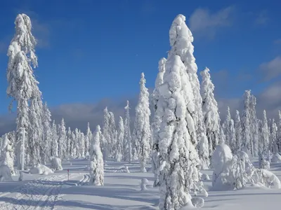 Климатические особенности зимы 2019-2020 гг. в Пермском крае - Опасные  природные явления Пермского края