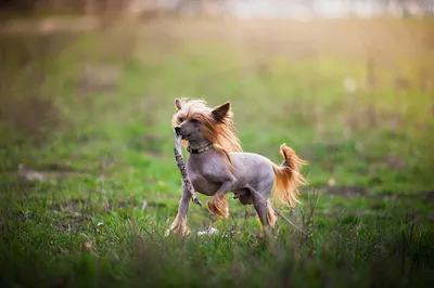 Собака Xoloitzcuintli породы, мексиканская лысая собака серого цвета на  открытом воздухе стоковое фото ©Tverdohlib.com 154283658