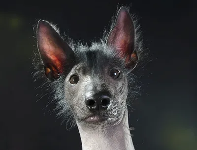 Собака американский голый терьер лысый пес лысая агт dog american hairless  terrier muzzle морда Stock Photo | Adobe Stock