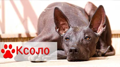 портрет пешеходной собаки Xoloitzcuintli Mexican обнаженной с девушкой на  заднем плане. красивая лысая собака Стоковое Изображение - изображение  насчитывающей разведенными, щенок: 226024813