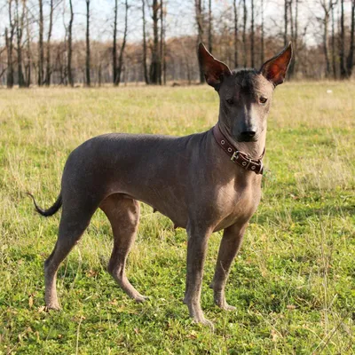 Мексиканская голая собака (Mexican Hairless Dog) - это милая, умная и  легкообучаемая порода собак. Фото, описание и отзывы.