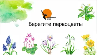 Коробка-конверт с первоцветами | Купить первоцветы на 8 марта от Primulashop