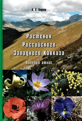 Красивые желтые цветы растут в горах северного кавказа. Маленькая глубина  поля. Запачканная фон Стоковое Фото - изображение насчитывающей ноготк,  свежесть: 211764296