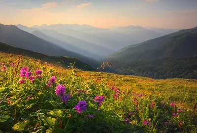 Горы Кавказа, горные цветы, Кабардино-Балкария.