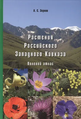 Красивые желтые цветы растут в горах северного кавказа. Маленькая глубина  поля. Запачканная фон Стоковое Фото - изображение насчитывающей  кровопролитное, весьма: 211764318