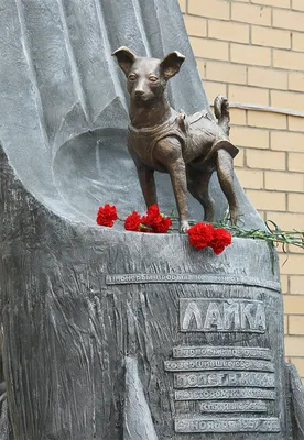 Лайка: героиня космоса, у которой не было шанса вернуться - BBC News  Русская служба