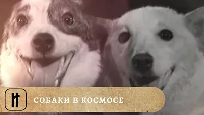 Все думали - они погибли. Как собаки Альфа и Жулька в космос летали |  ОБЩЕСТВО | АиФ Красноярск