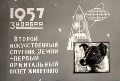 Бессловесные герои: животные в космосе