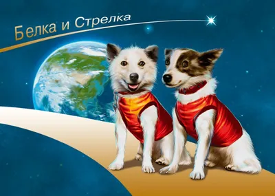 Космические собаки. Часть 1 | Приют \"Надежда\" [г. Улан-Удэ] | Дзен