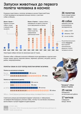 Жара, стресс и обезвоживание: мучительная смерть Лайки, ставшая для СССР  космической победой (ABC, Испания) (ABC.es, Испания) | 07.10.2022, ИноСМИ
