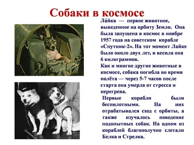 Моя собака желает познакомиться