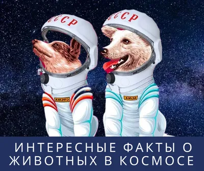 Первые собаки в космосе - 60 фото