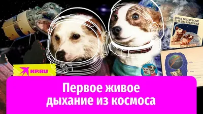 Истощены, обезвожены, почти полностью облезли, но вернулись на Землю: как  прошел последний советский полет собак в космос - Экспресс газета
