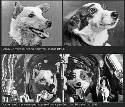 🐾Собачья «Аллея славы»🐾 ⠀... - Russian Kynological Federation | Facebook