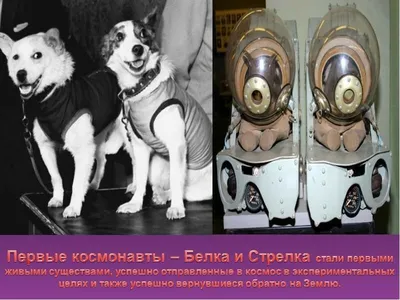 60 лет назад собаки Белка и Стрелка были отправлены в космос — и стали  частью истории | Posta-Magazine