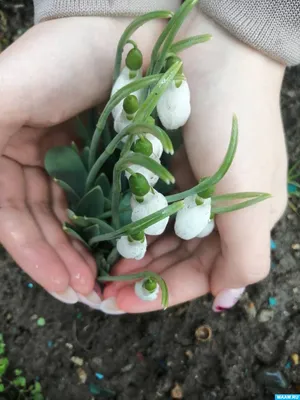 Весенние цветы в вазе - заказать доставку цветов в Москве от Leto Flowers