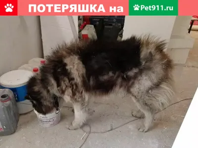 SOS: Найдена хаски в посёлке Песчанка, Чита | Pet911.ru