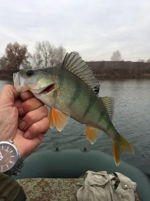 Песчанковые рыбы Чёрного моря (семейство Ammodytidae). Сайт о животных.  PiLife