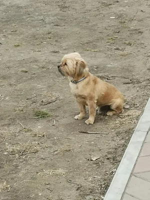 Пёсик😍😍» — создано в Шедевруме