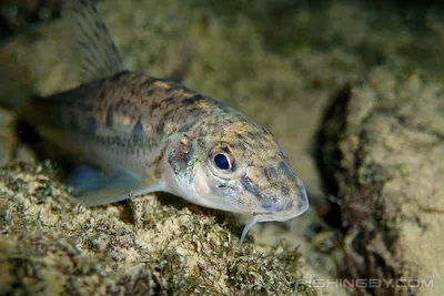 Рыба пескарь обыкновенный, фото и описание