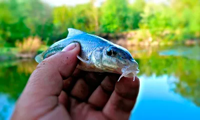 Пескарь обыкновенный (Gobio gobio) | FishingBY.com