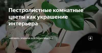 Комнатные растения, цветы Яна on Instagram: \"🌿Какие растения можно  располагать на окне северной ориентации или в глубине комнаты? Нельзя,  конечно, совсем лишать солнечного света растение или хотя бы дневного. При  небольшой освещённости