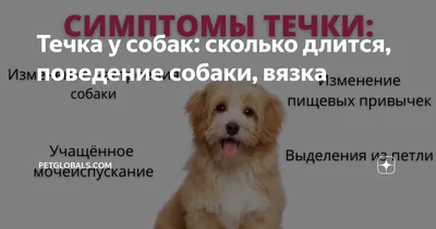 Можно ли купать собаку во время течки? | Royal Canin