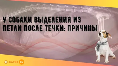 Первая течка. Можно ли не заметить? - Течка, беременность, роды, лактация -  Лабрадор.ру собаки - ретриверы