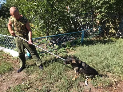 Намордник-петля для собак средних и больших пород нейлоновый Trixie M-L  (черный) (ID#1789920544), цена: 207 ₴, купить на Prom.ua