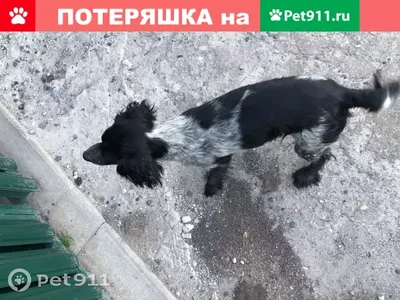 Кокер-спаниель найден в Петрушино, Таганрог | Pet911.ru