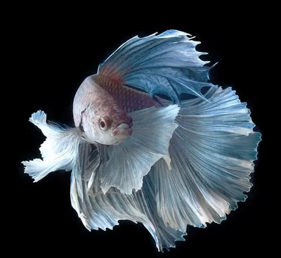 Редкие цвета у петушков betta splendens | Пикабу