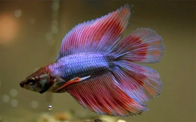 Особенности содержания бойцовых рыбок-петушков (Betta splendens)