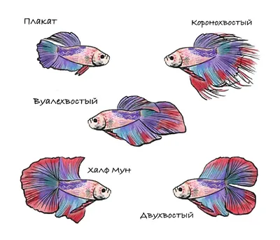 Рыбка петушок: содержание, совместимость, размножение, фото-видео обзор