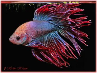 Петушок Красный Королевский Crown taill Betta - Рыбки - Nano Fish