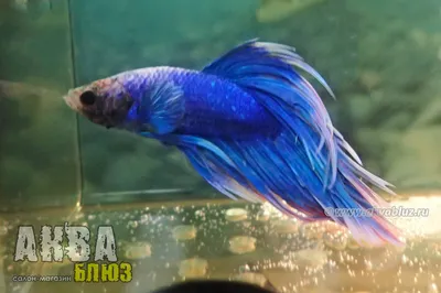 Рыбка Петушок (Betta splendens): купить самца и самочку Петушка в  Челябинске | Аква Блюз