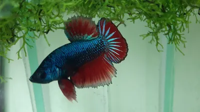 Рыбка петушок / Бойцовая рыбка / Сиамский петушок / Betta Splendens -  «Живая игрушка для ребёнка + Два петушка в одном аквариуме (Фото)» | отзывы