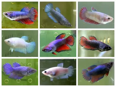 Рыбка Петушок (Betta splendens): купить самца и самочку Петушка в  Челябинске | Аква Блюз