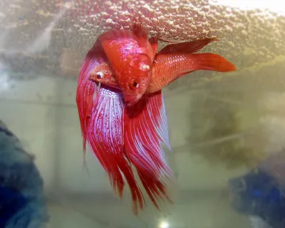 Петушок Сиамский Синий Betta splendens - Рыбки - Nano Fish