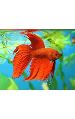 Особенности содержания бойцовых рыбок-петушков (Betta splendens)