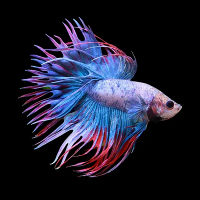 Картина Betta fish, 40х60 см, петушок вуалевый мультиколор. Интерьерная  картина рыбы петушки (ID#1477886526), цена: 771 ₴, купить на Prom.ua