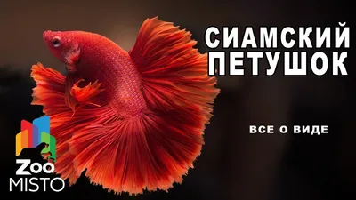 Петушки самки (Betta Splendens) купить | Аквамир Тольятти