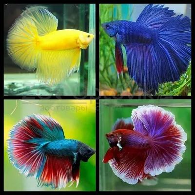 Петушок Сиамский Синий Betta splendens - Рыбки - Nano Fish