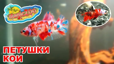 Рыбка петушок / Бойцовая рыбка / Сиамский петушок / Betta Splendens - «Я не  игрушка! Крик души о Петушках, с кем уживается и как содержать. Полное  руководство. Как определить возраст?» | отзывы