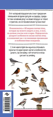 Певчие птицы. Средняя полоса европейской части России. Определитель с  голосами птиц Владимир Архипов, Евгений Коблик - купить книгу Певчие птицы.  Средняя полоса европейской части России. Определитель с голосами птиц в  Минске —