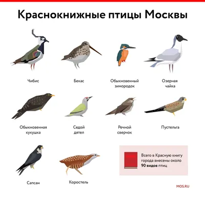 🦜 Семь по-настоящему ярких птиц Москвы и Подмосковья | Блог Плюса | Дзен